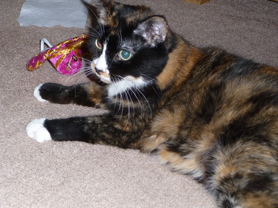 Kali